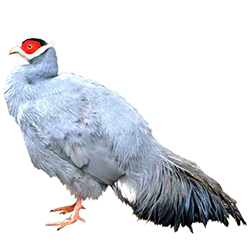 Blue Eared Pheasant